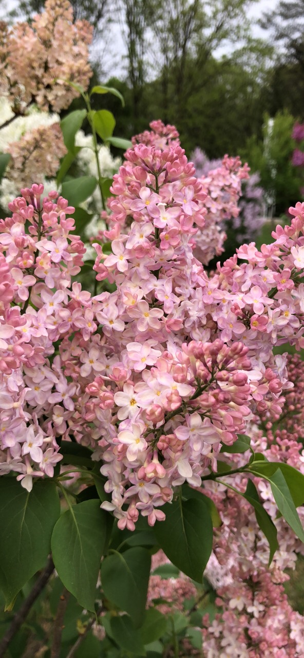 "Lucie Balted" Syringa vulgaris